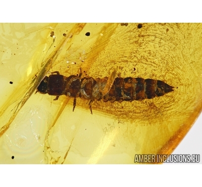Coleoptera, Beetle larvae In BALTIC AMBER #4421