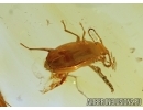 Coleoptera, beetle in Baltic amber #4509