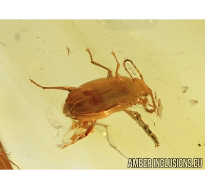 Coleoptera, beetle in Baltic amber #4509