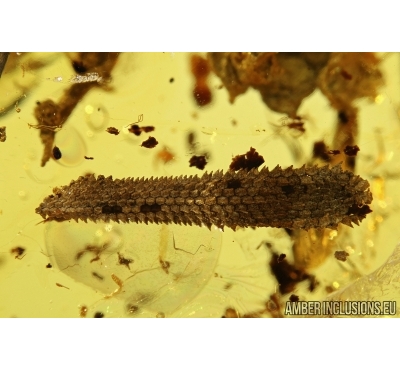 Rare Plant and Rare Ant, Myrmicinae in Baltic amber #4514