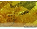 Rare Plant and Rare Ant, Myrmicinae in Baltic amber #4514