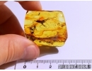 Orthoptera, Big CRICKET in Baltic amber #4532