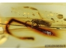 Extremely Rare Pseudoscorpion Phoresy in Baltic amber #4555