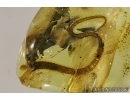 Extremely rare LIZARD TAIL  50mm!! in Baltic amber #4558