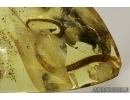 Extremely rare LIZARD TAIL  50mm!! in Baltic amber #4558