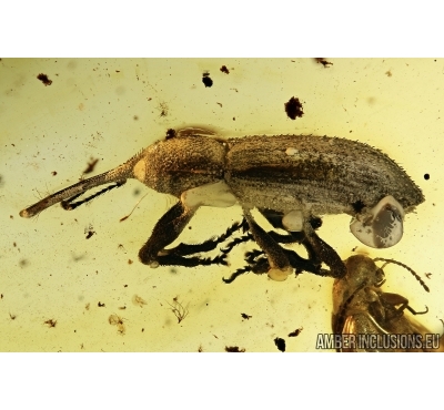 Weevil Beetle, Curculionidae In BALTIC AMBER #4606
