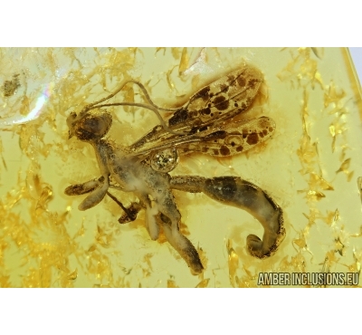 EXTREMELY RARE STEPHANIDAE, Crown wasp in Baltic amber #4639