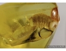 Chamaemyiidae Rare two fly larave in Baltic amber #4664