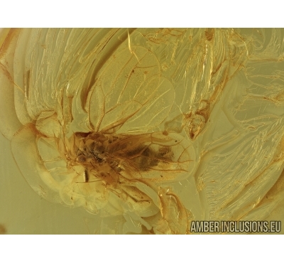 Rare Psyllid, Psylloidea in Baltic amber #4677