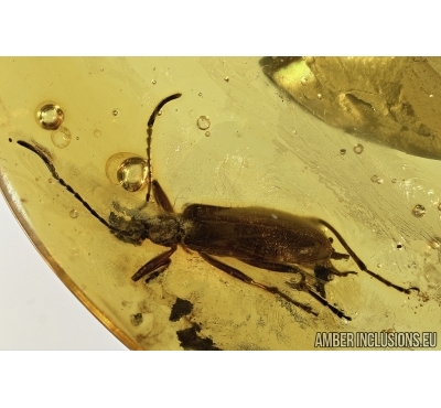 Darkling beetle, Tenebrionidae, Lagriinae, Statira Baltica NEW SPEC. Fossil insect in Baltic amber #4694