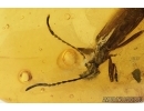 Darkling beetle, Tenebrionidae, Lagriinae, Statira Baltica NEW SPEC. Fossil insect in Baltic amber #4694