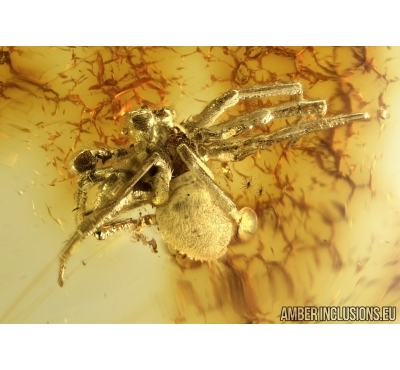 Aranea, Spider in Baltic amber #4716