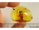 Big 17mm! Beetle Larva, Coleoptera in Baltic amber #4725