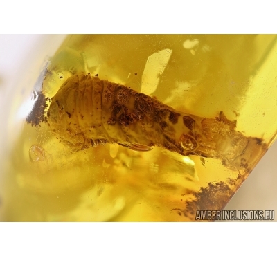Big 17mm! Beetle Larva, Coleoptera in Baltic amber #4725