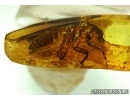 Cockroach, Blattaria in Baltic amber #4741