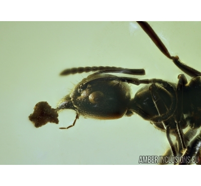 Hymenoptera, Ant brings leaf fragment. Baltic amber #4754