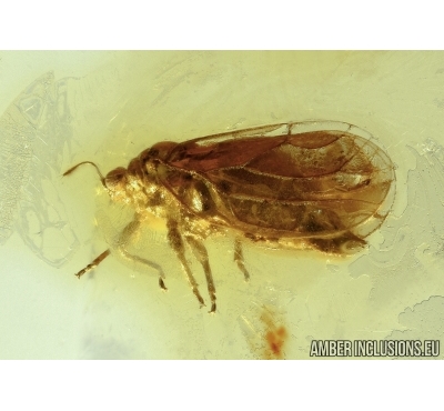 Rare  Psyllid, Psylloidea in Baltic amber #4781