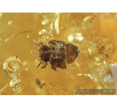 Psyllid, Psylloidea larva in Baltic amber #4782