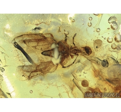 HETEROPTERA, Aradidae in Baltic amber #4788