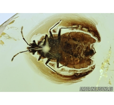 HETEROPTERA, Aradidae BUG in Baltic amber #4789