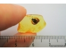 HETEROPTERA, Aradidae BUG in Baltic amber #4789
