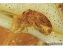 Very rare ISOPTERA, TERMITE WORKER in Baltic amber#4796