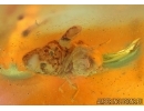 Very rare ISOPTERA, TERMITE WORKER in Baltic amber#4796