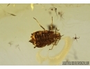  Ant and Aphid Symbiosis in Baltic amber #4809