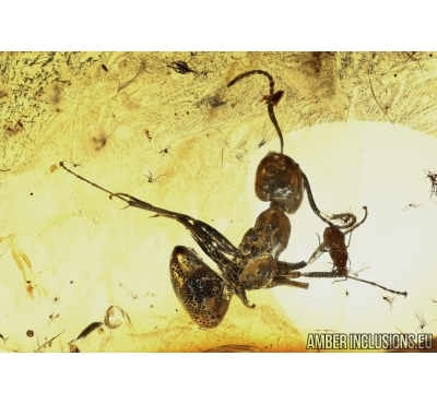  Ant and Aphid Symbiosis in Baltic amber #4809