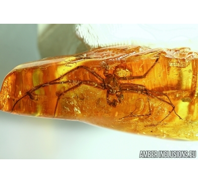 VERY BIG 30mm! Spider Araneae with Psocid Psocoptera in Baltic amber #4842