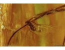 VERY BIG 30mm! Spider Araneae with Psocid Psocoptera in Baltic amber #4842