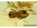 CICADINA, Cicada In Baltic amber #4921