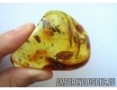 Lepidoptera, Moth, Caddisfly  and More in BIG Baltic amber stone#4958