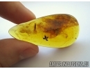 Flower in Baltic amber #4982