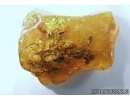 VERY BIG 25mm, RARE PLANT, FLOWER in Baltic amber #4984
