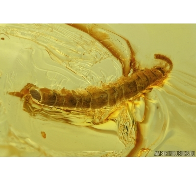 Rare Myriapoda Symphyla in Baltic amber #5000