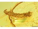 Rare Myriapoda Symphyla in Baltic amber #5000