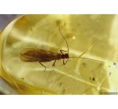 Plecoptera, stonefly in Baltic amber #5016