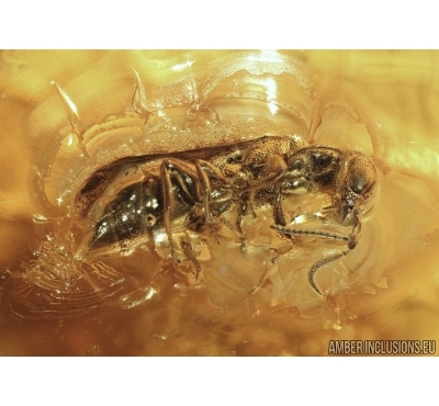 Hymenoptera, Wasp and in Baltic amber #5019