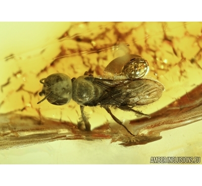Hymenoptera Wasp Crabronidae in Baltic amber #5020