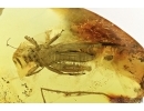 Rare big Grasshopper, ORTHOPTERA in Baltic amber #5023