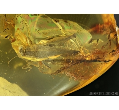 Rare big Grasshopper, ORTHOPTERA in Baltic amber #5023