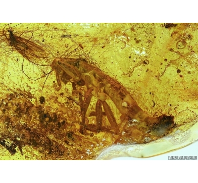 Gladiator Mantophasmatodea and Mammalian hair in Baltic amber #5088