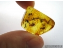 Araneae,  Spider in Baltic amber #5100