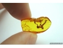 Very rare Flower in Baltic amber #5105