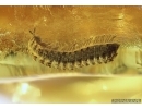 NICE, FLAT MILLIPEDE POLYDESMIDAE in BALTIC AMBER #5116