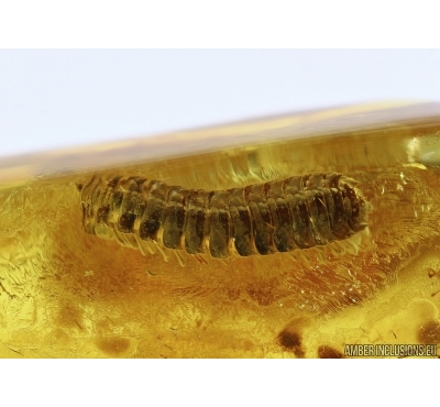 NICE, FLAT MILLIPEDE POLYDESMIDAE in BALTIC AMBER #5116