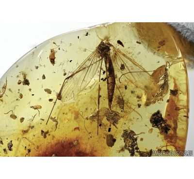 LIMONIIDAE, Crane Fly with Eggs , flowers and more in Baltic Amber #5123