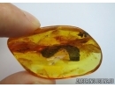 Plant, Flowers in Baltic amber #5124