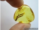 TWO LEAVES in Baltic amber in Baltic amber #5125
